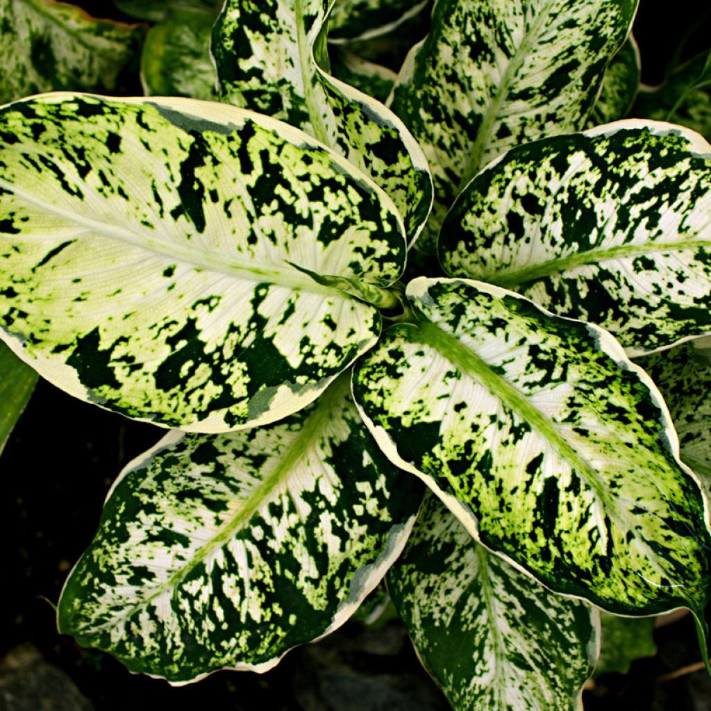 Dieffenbachia maculata Amy