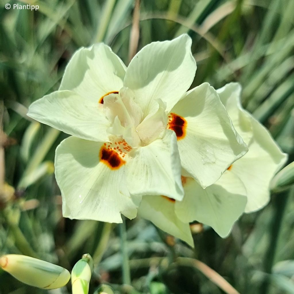 Dietes bicolor Milky Way - Iris espagnol