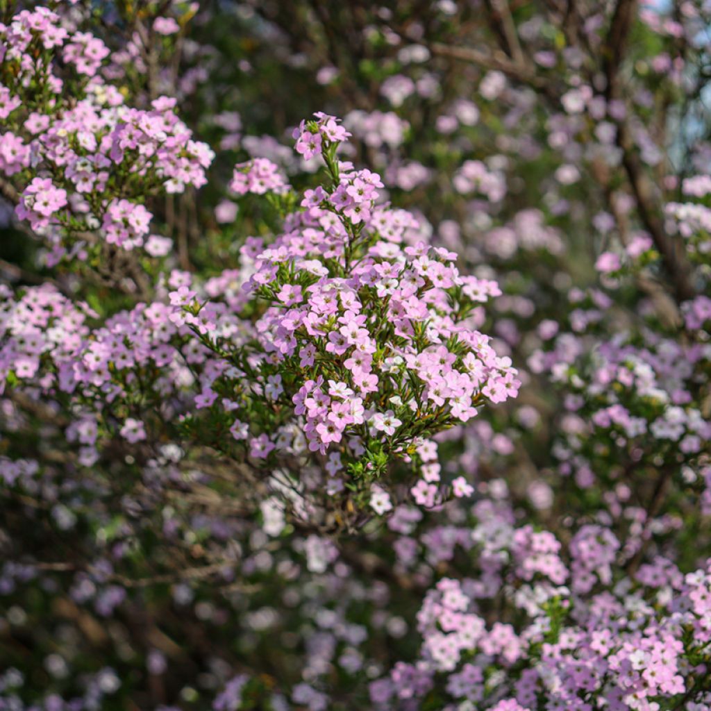 Diosma Pink Diamond