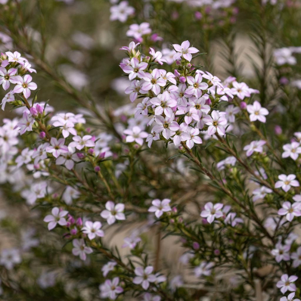 Diosma hirsuta Pink Fountain