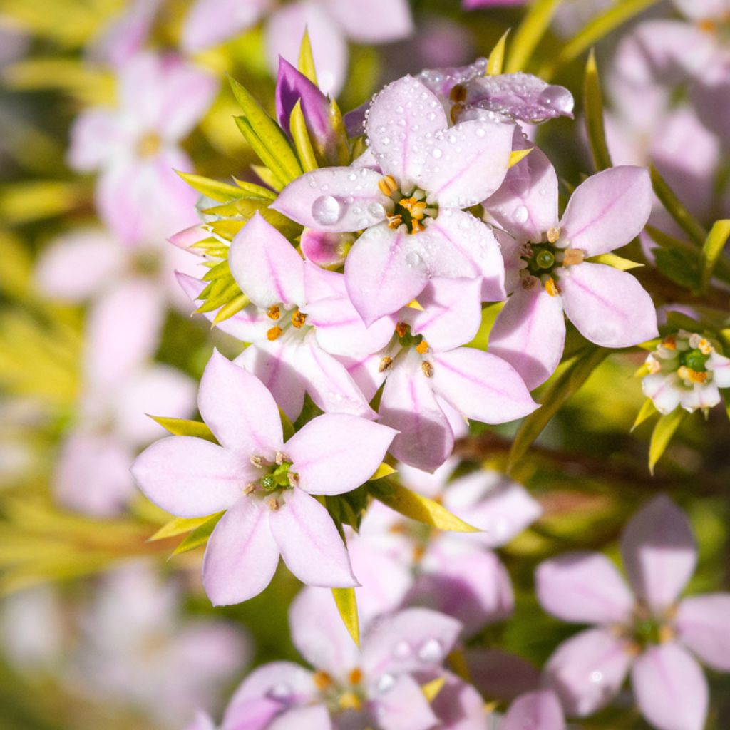 Diosma hirsuta Sunset gold - Diosmée hirsute.