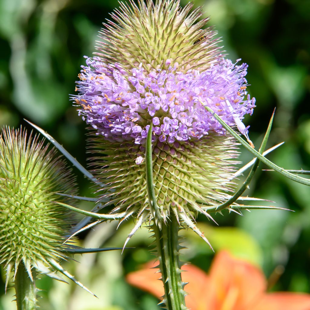Graines de Cardère sauvage - Dipsacus sylvestris BIO