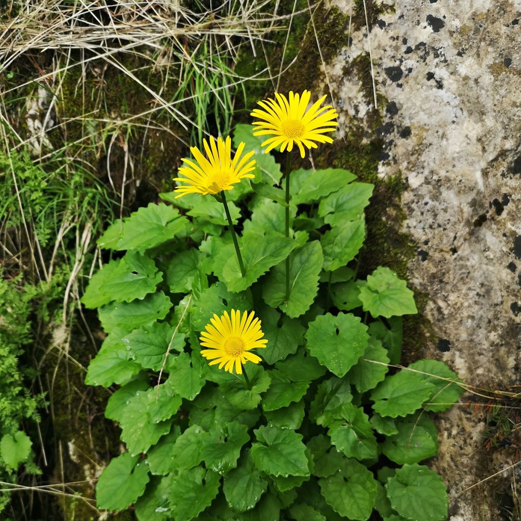 Doronicum plantagineum - Doronic jaune