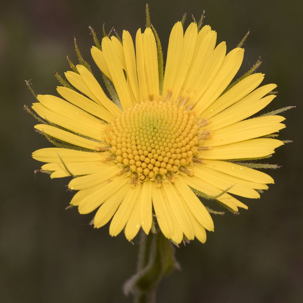 Doronicum plantagineum - Doronic jaune