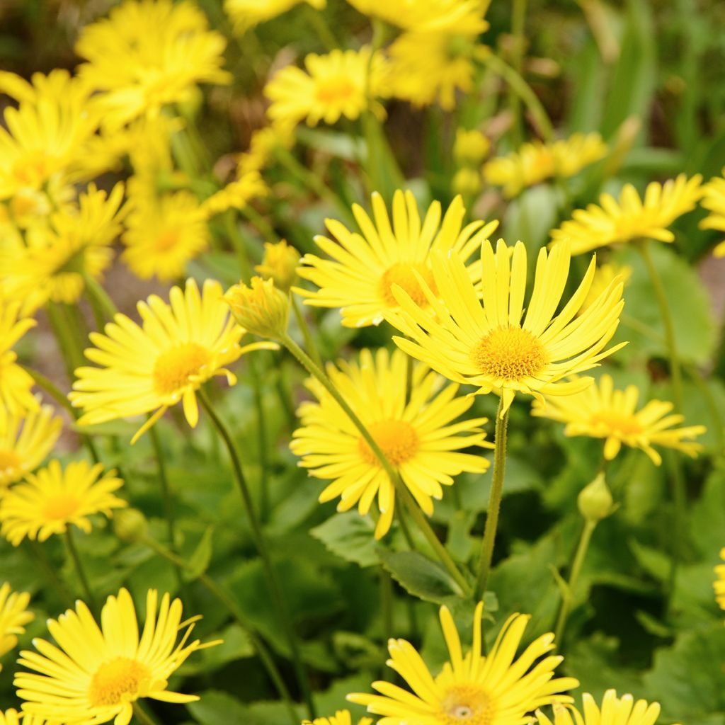 Doronicum plantagineum - Doronic jaune