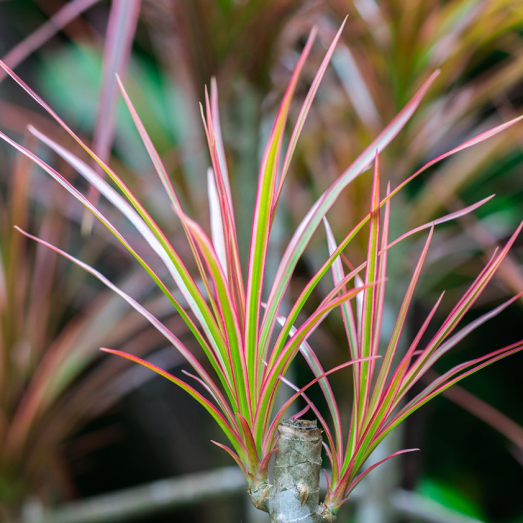 Dracaena Bicolor - Dragonnier
