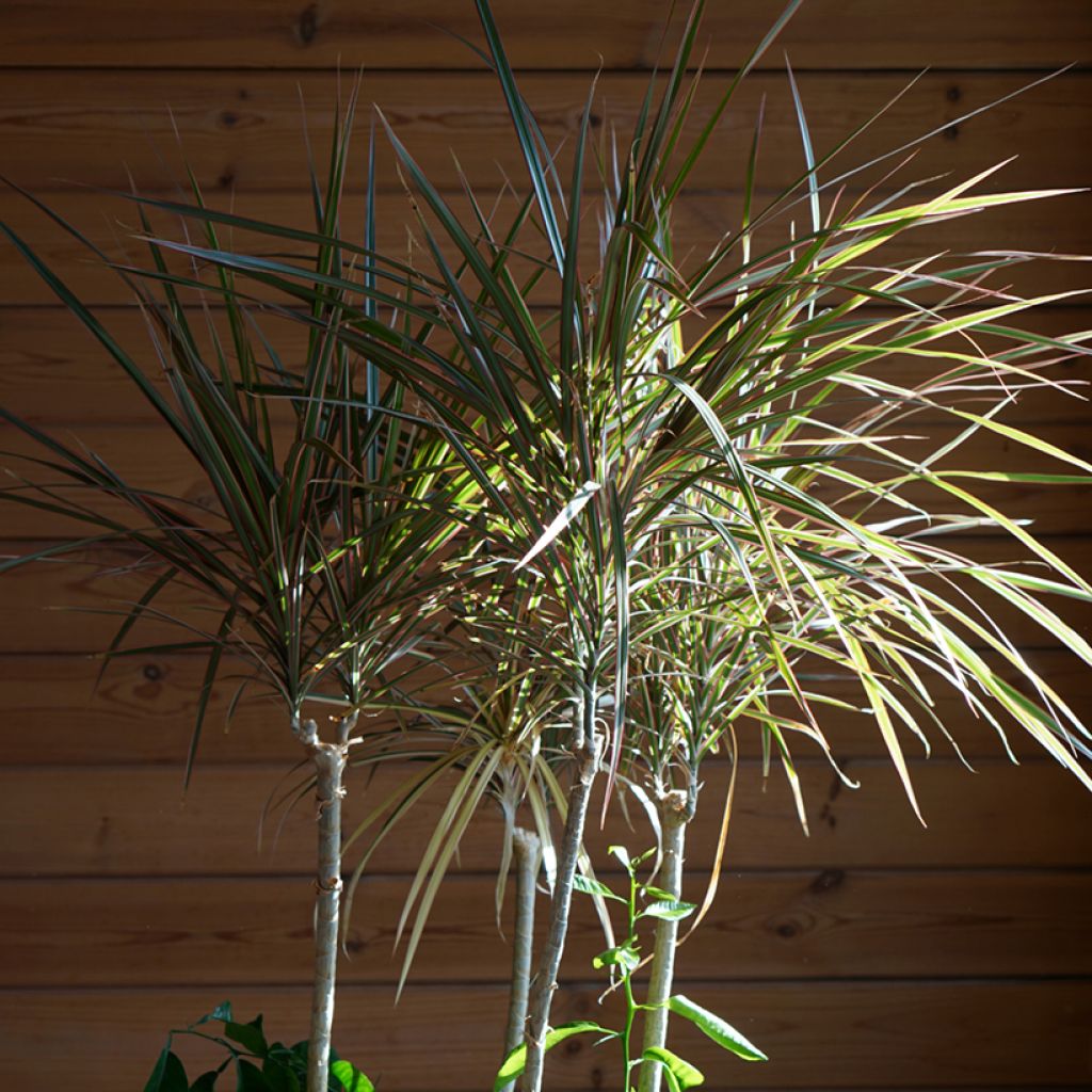 Dracaena Bicolor - Dragonnier