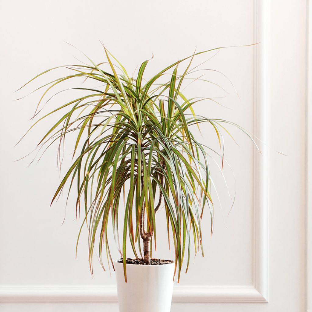Dracaena Bicolor - Dragonnier