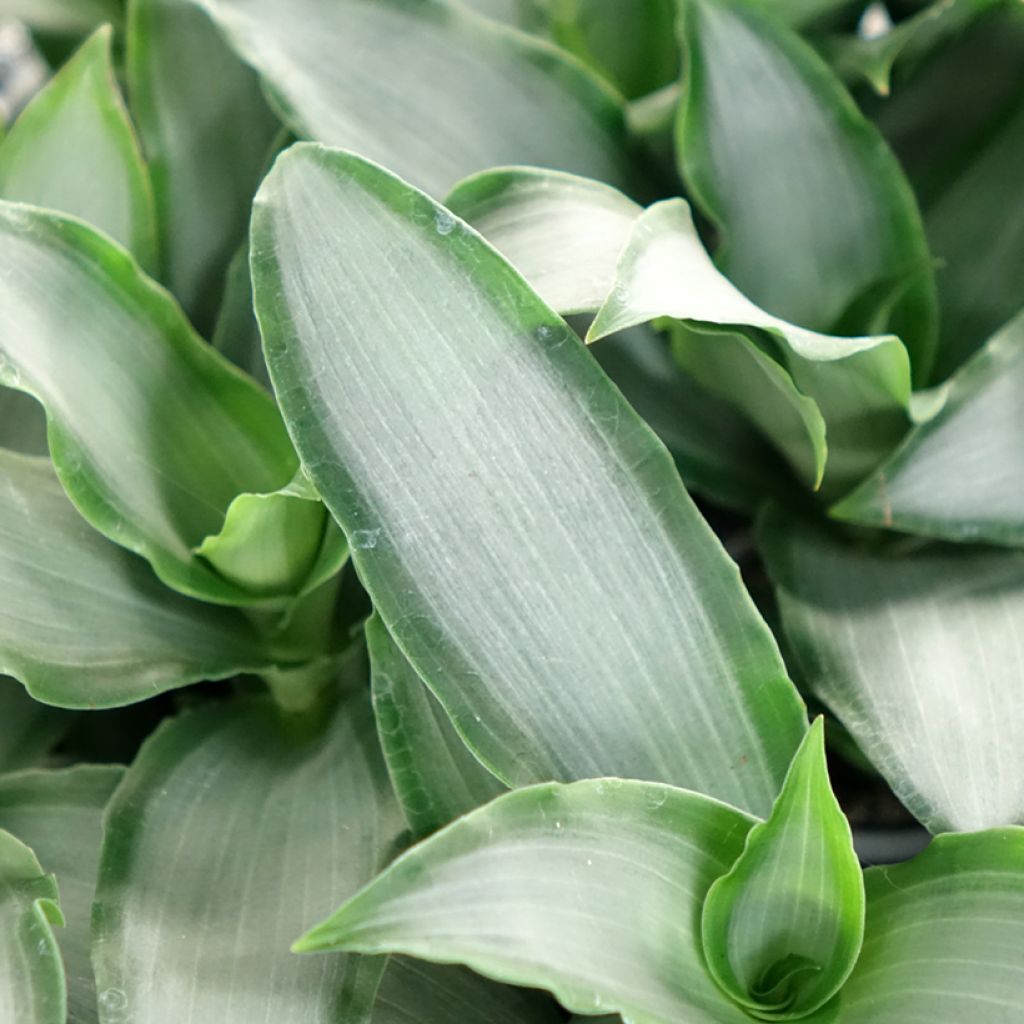 Dracaena Hawaii - Dragonnier 