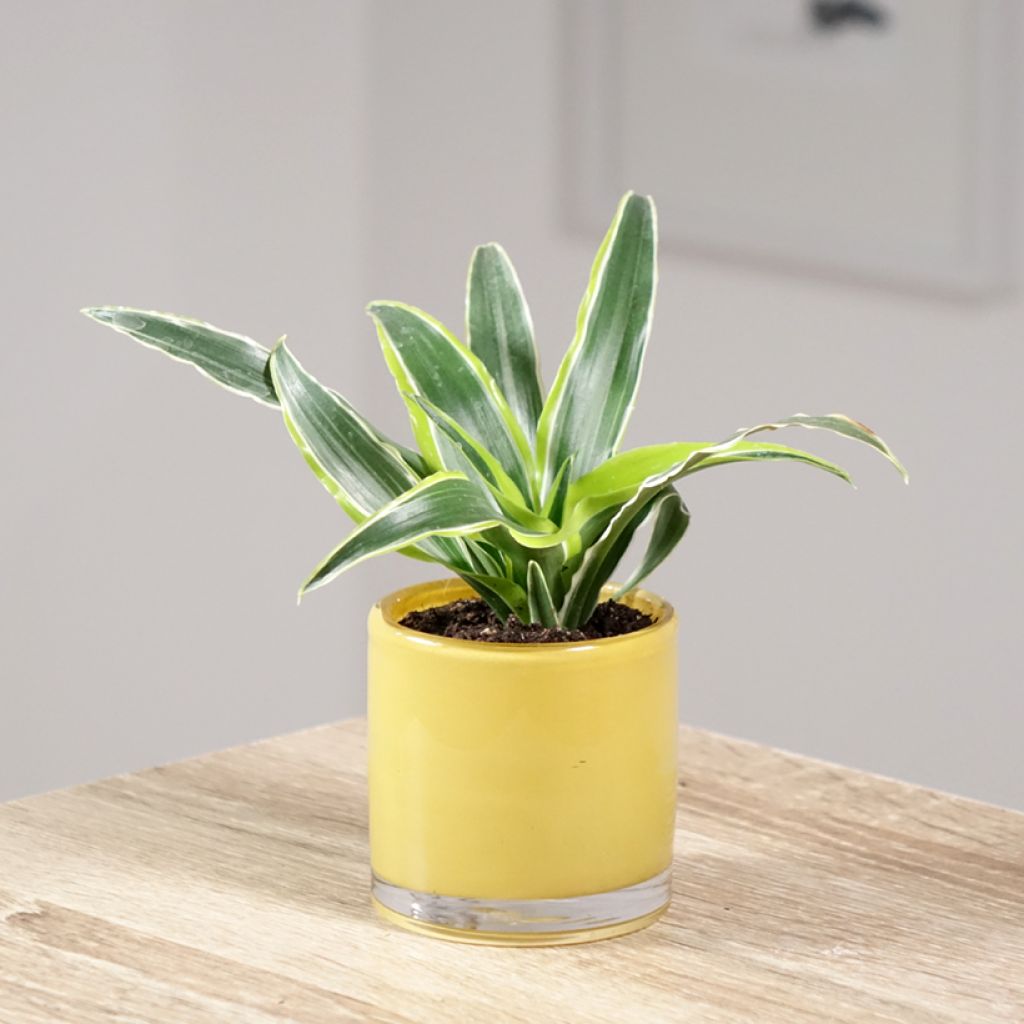 Dracaena Lemon Surprise - Dragonnier 