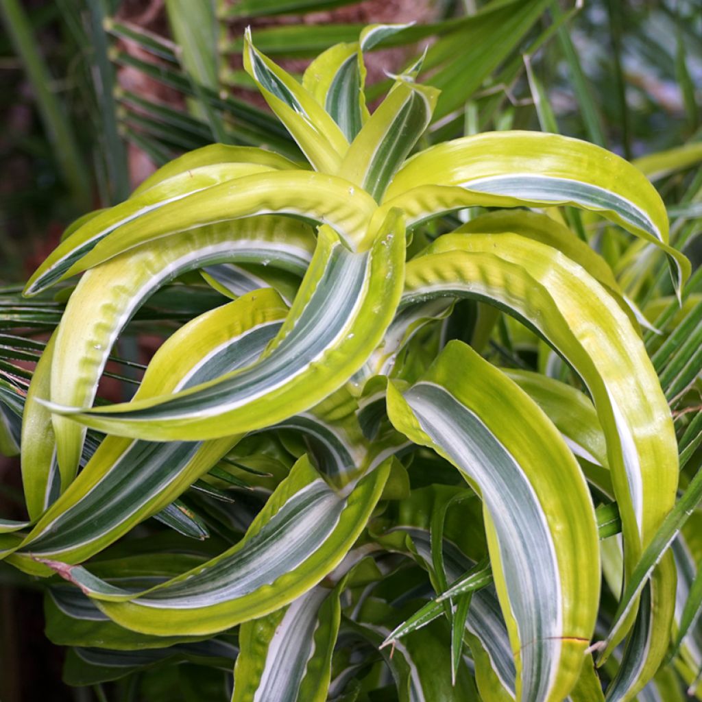 Dracaena Lemon Surprise - Dragonnier 