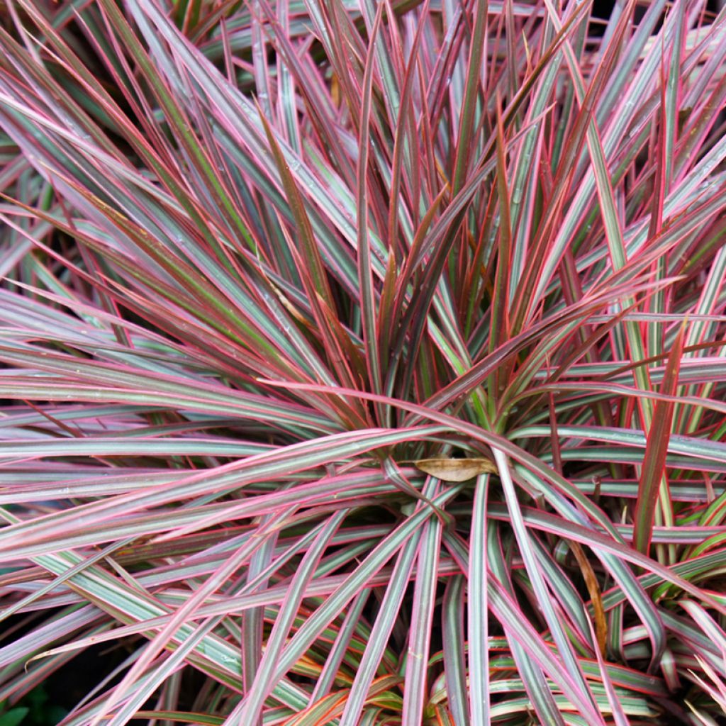 Dracaena Magenta - Dragonnier de Madagascar