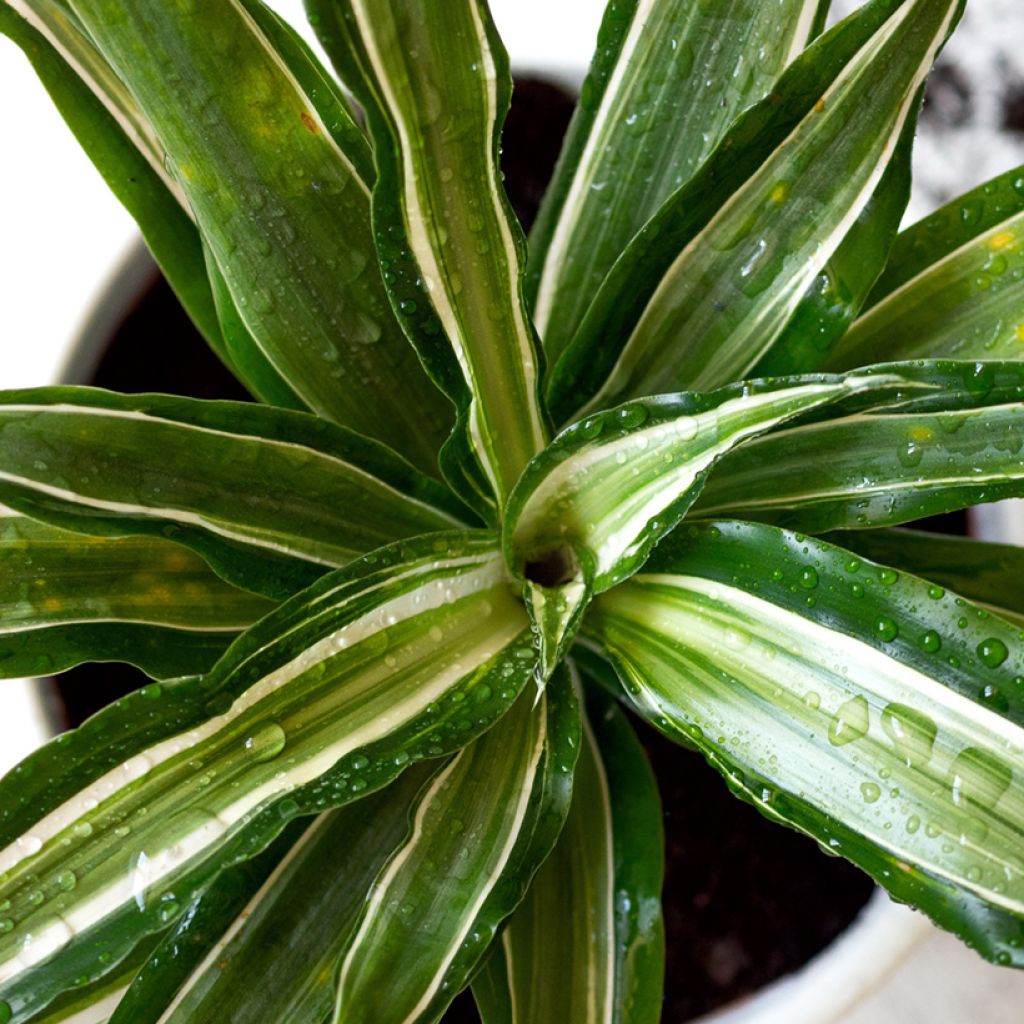 Dracaena Malaika - Dragonnier 