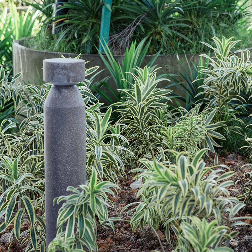 Dracaena White Jewel - Dragonnier