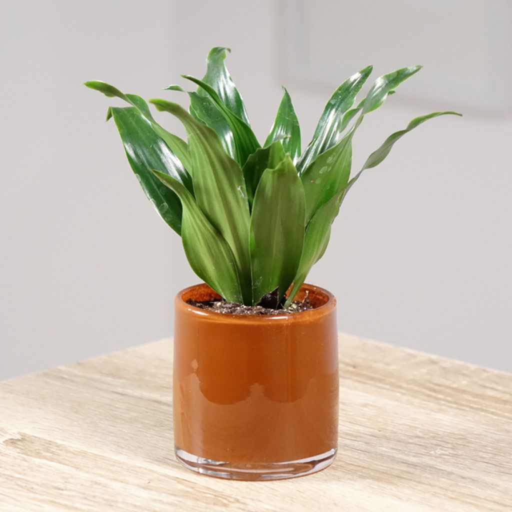 Dracaena Janet Craig - Dragonnier 