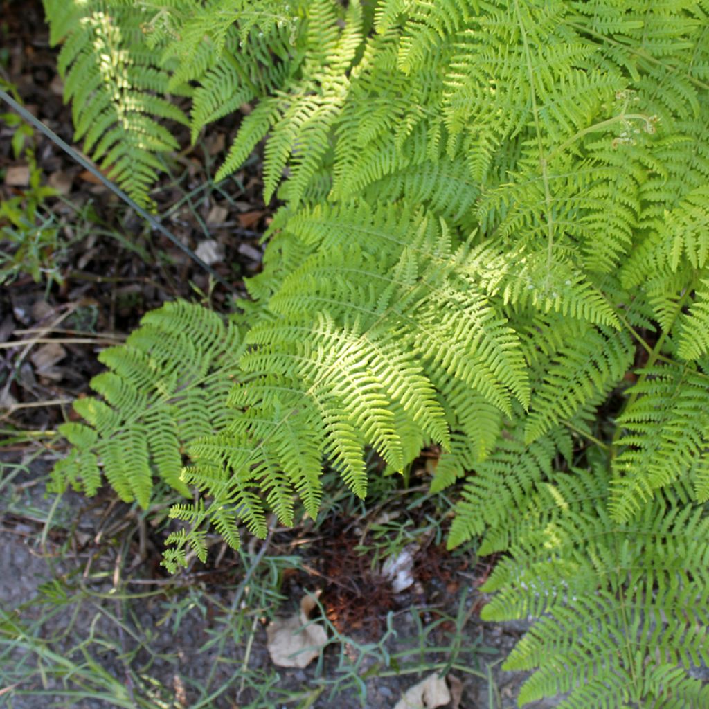 Dryopteris filix-mas - Fougère mâle