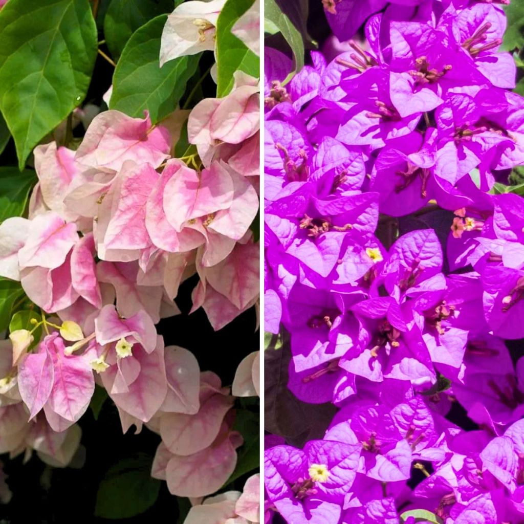 Duo Bougainvilliers