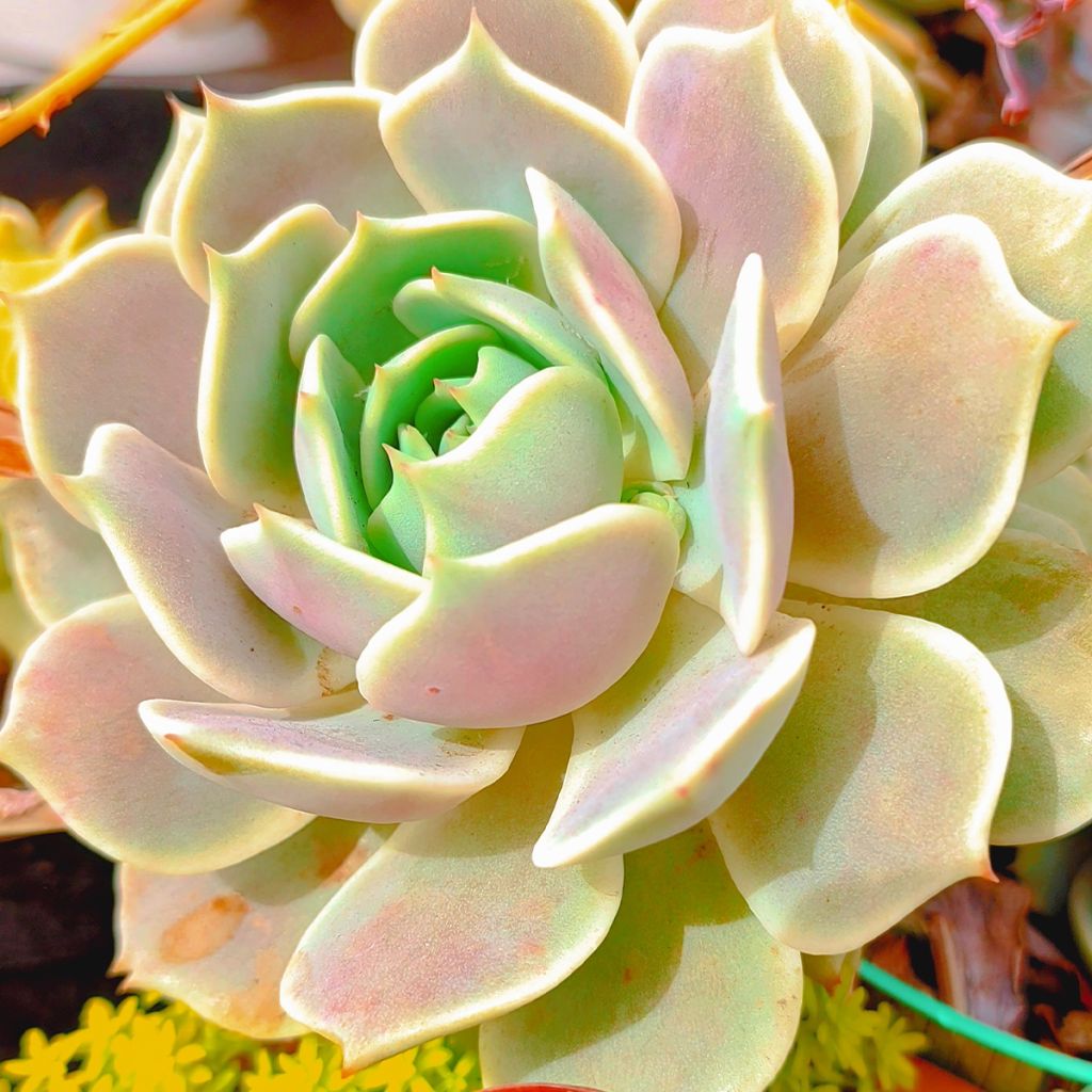 Echeveria Lola