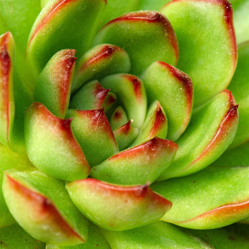 Echeveria agavoides Red Tip
