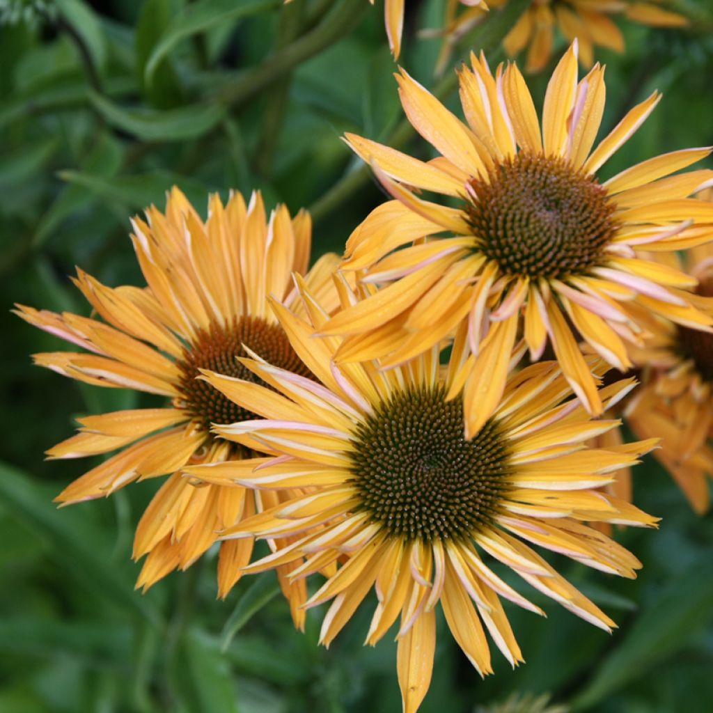 Echinacea Big Kahuna - Echinacée