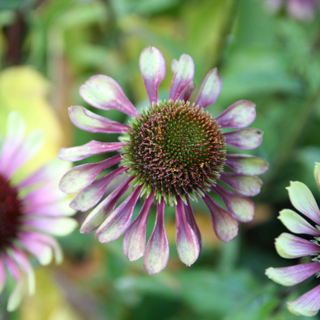Echinacea Green Twister - Echinacée