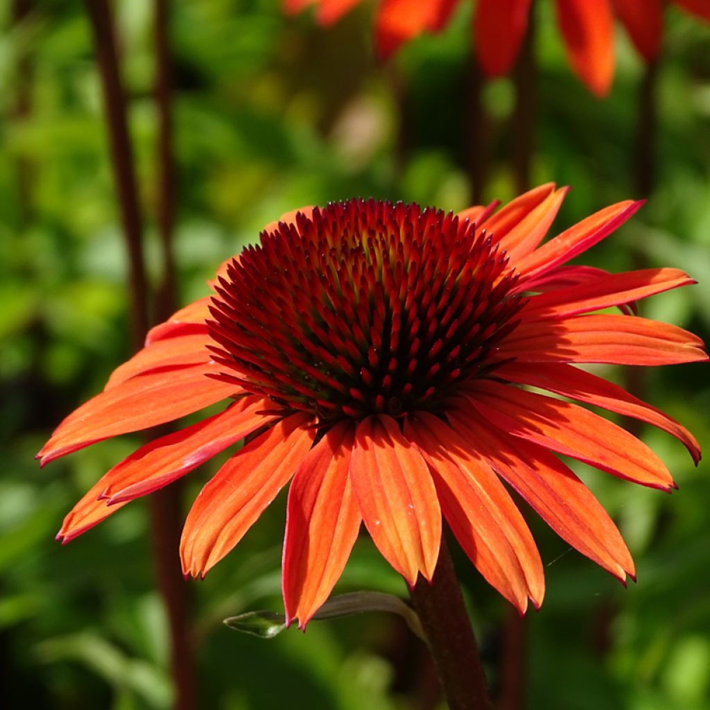 Echinacea Hot Summer - Echinacée