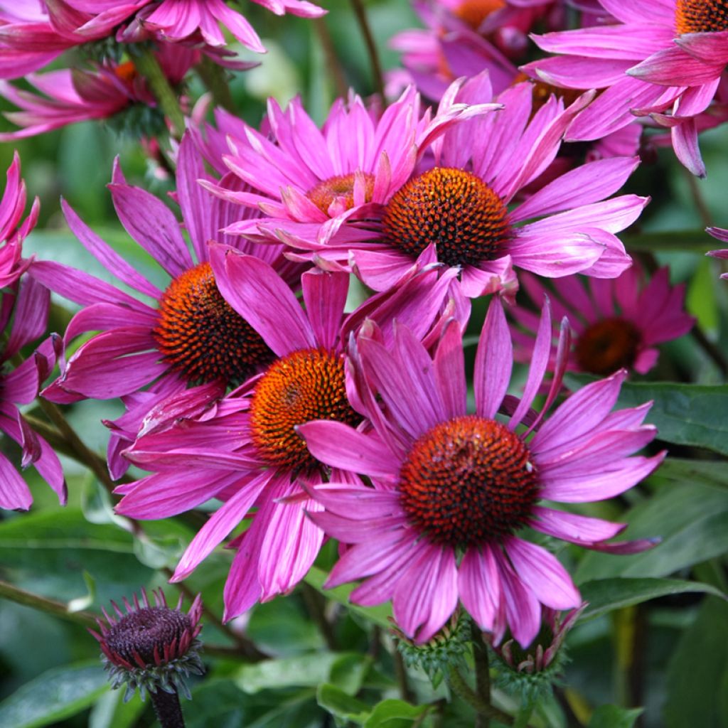 Echinacea Robin Hood - Echinacée 