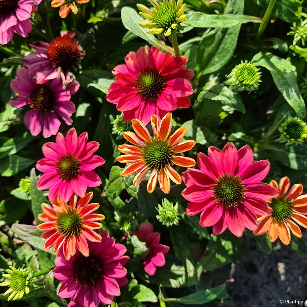 Echinacea Evolution Colorific - Echinacée