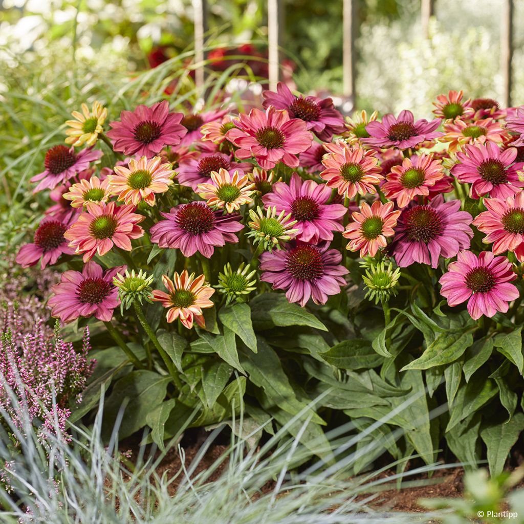 Echinacea Evolution Colorific - Echinacée