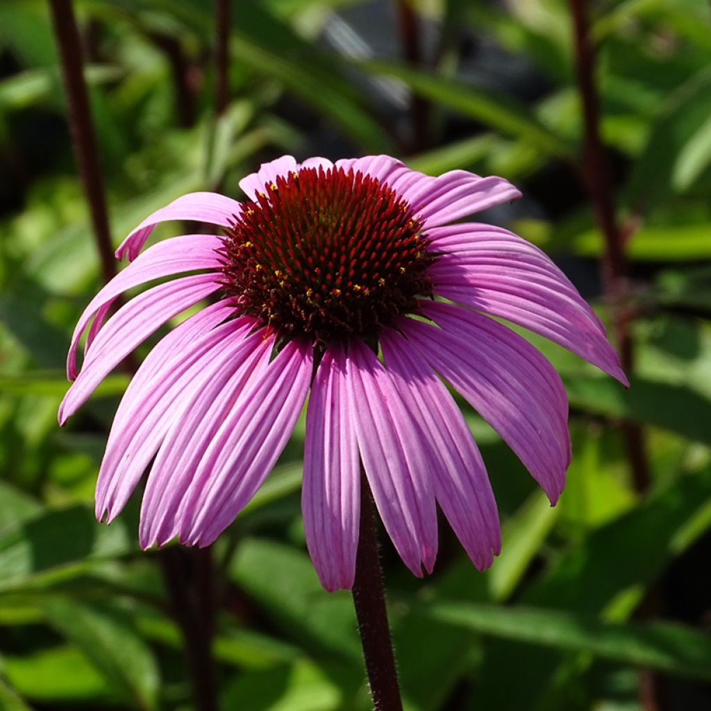 Echinacea purpurea Augustkönigin - Echinacée