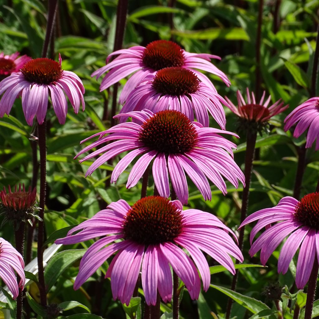 Echinacea purpurea Augustkönigin - Echinacée