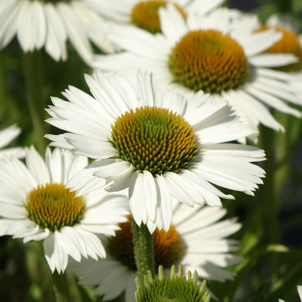 Echinacea purpurea White Meditation