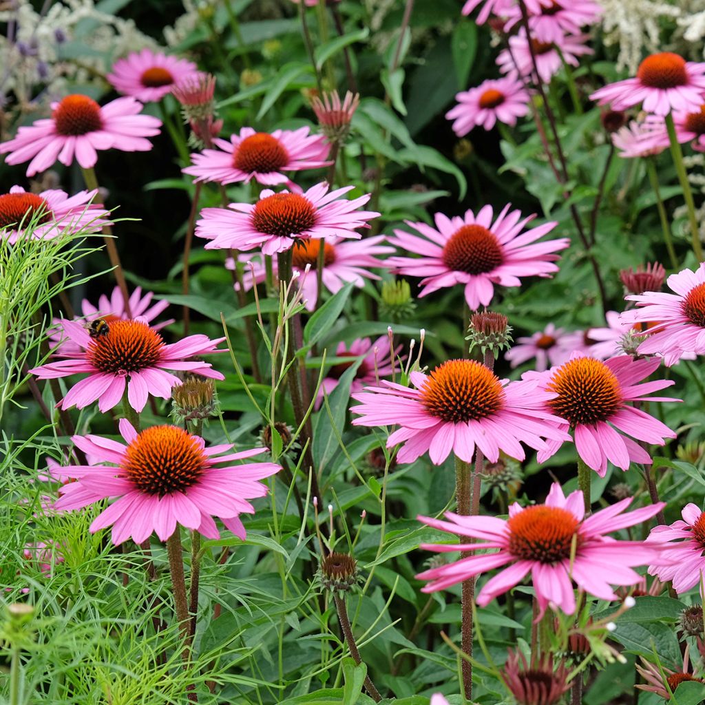 Graines d'Echinacea purpurea - Rudbéckia pourpre BIO