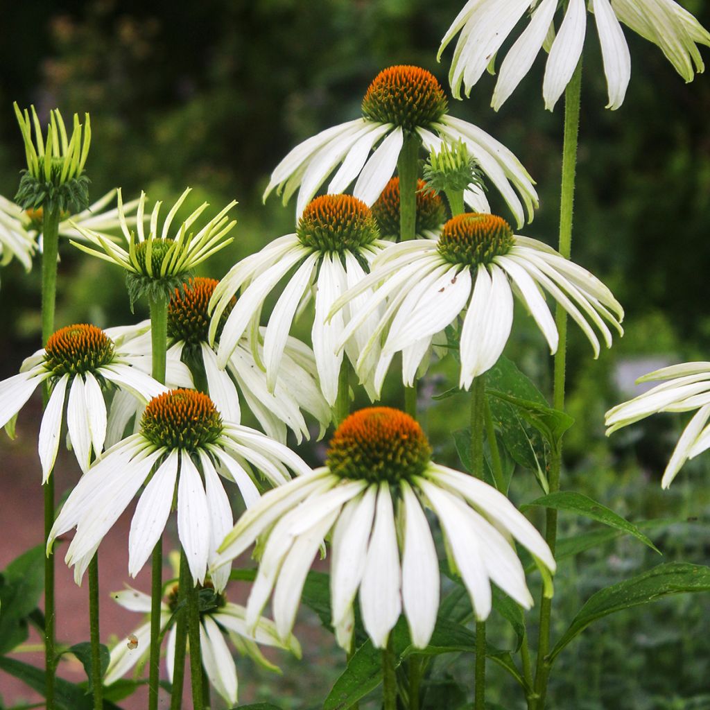 Graines d'Echinacea purpurea White Swan BIO - Echinacée blanche