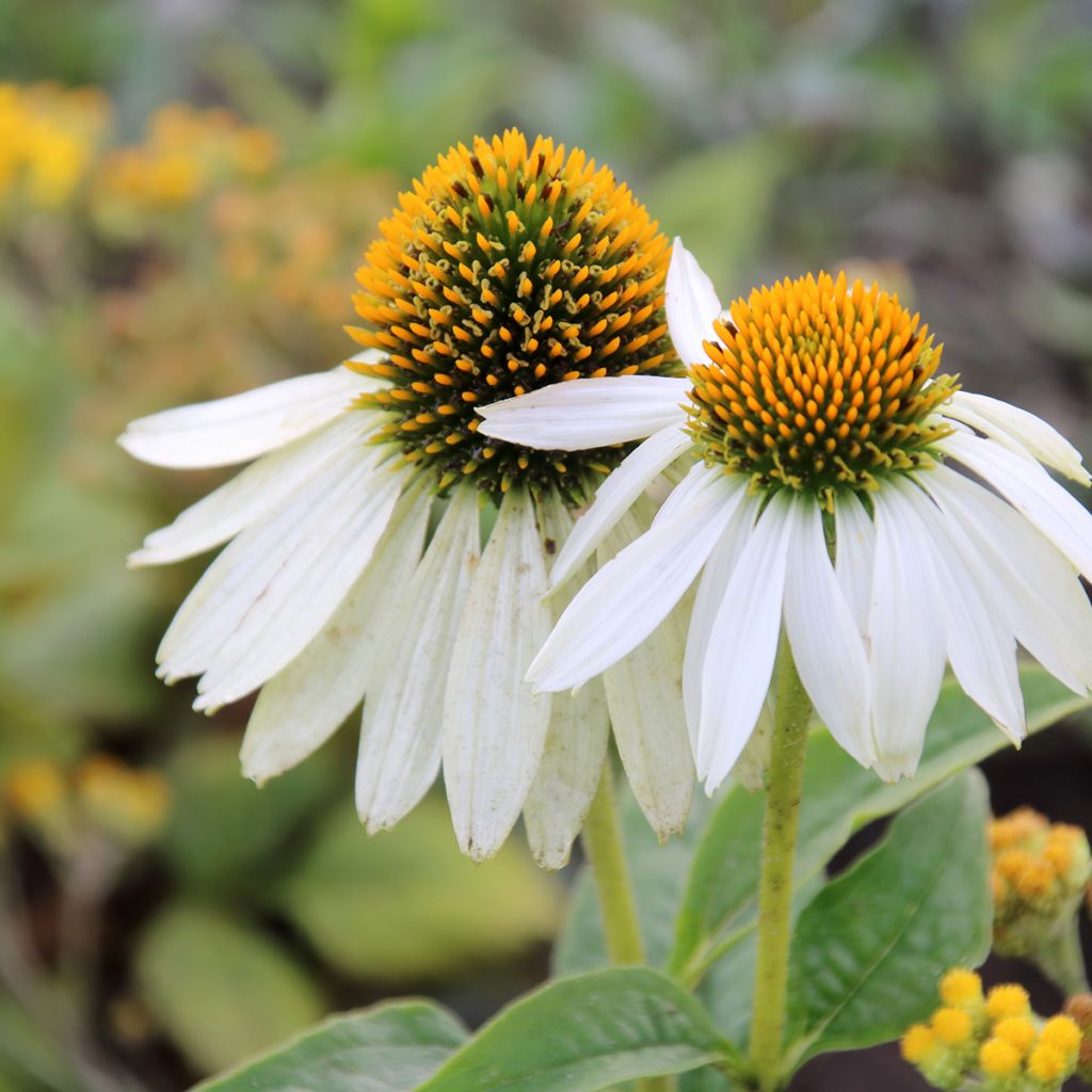Graines d'Echinacea purpurea White Swan BIO - Echinacée blanche