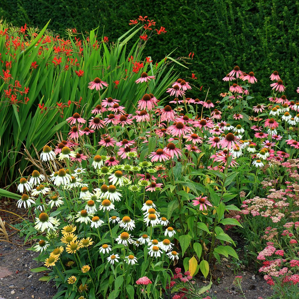 Graines d'Echinacea purpurea White Swan BIO - Echinacée blanche