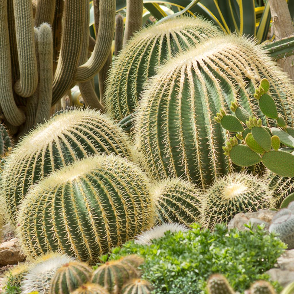Echinocactus grusonii - Coussin de Belle-mère