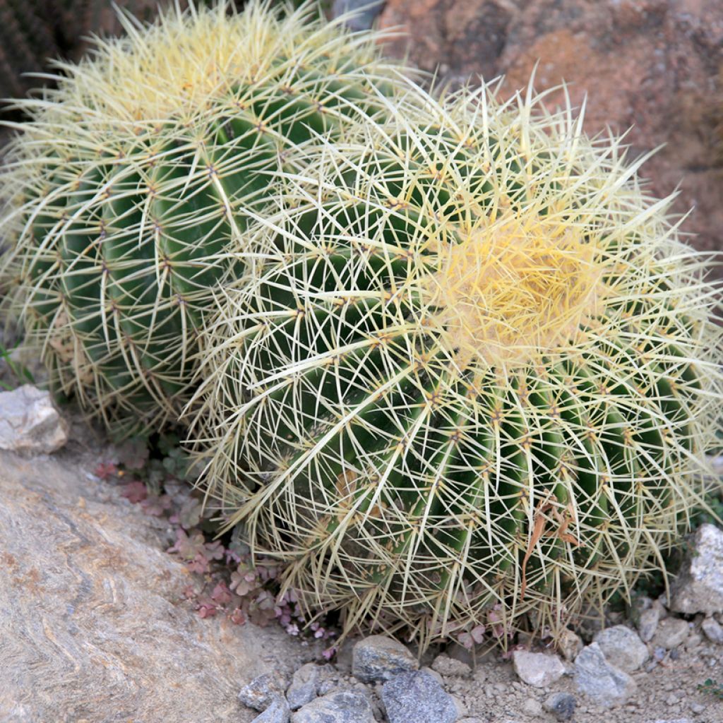 Echinocactus grusonii - Coussin de Belle-mère
