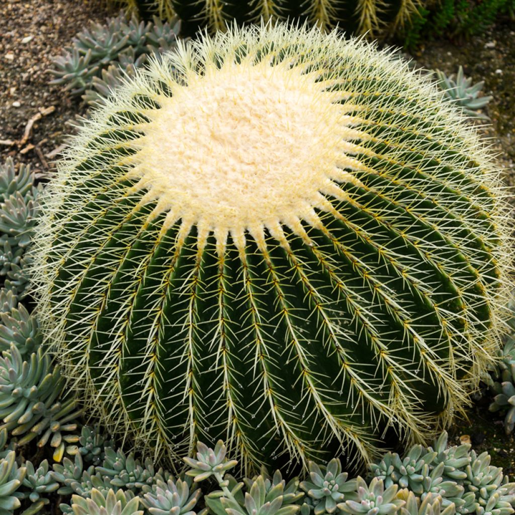 Echinocactus grusonii - Coussin de Belle-mère