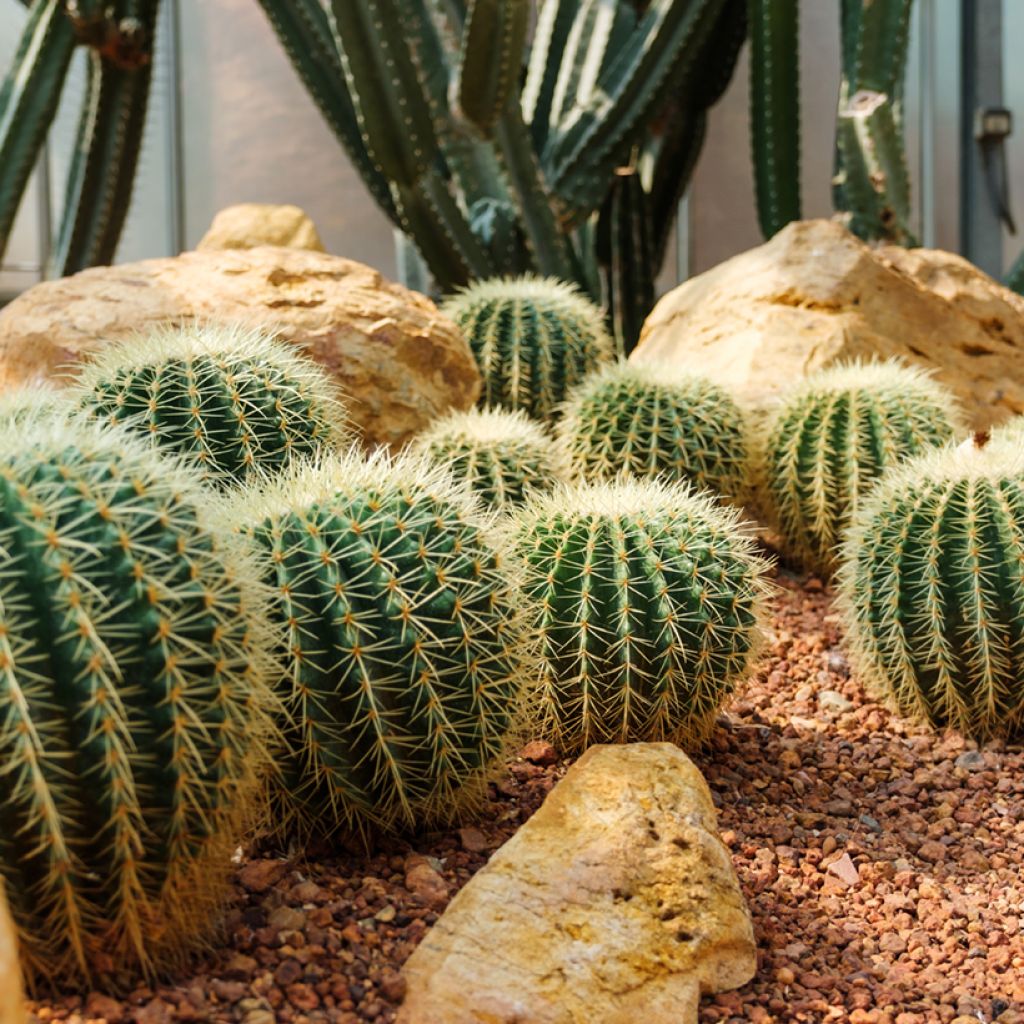 Echinocactus grusonii - Coussin de Belle-mère