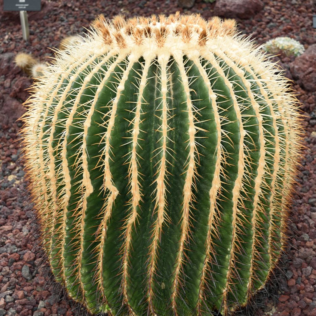 Echinocactus grusonii var. albispinus - Coussin de Belle-mère
