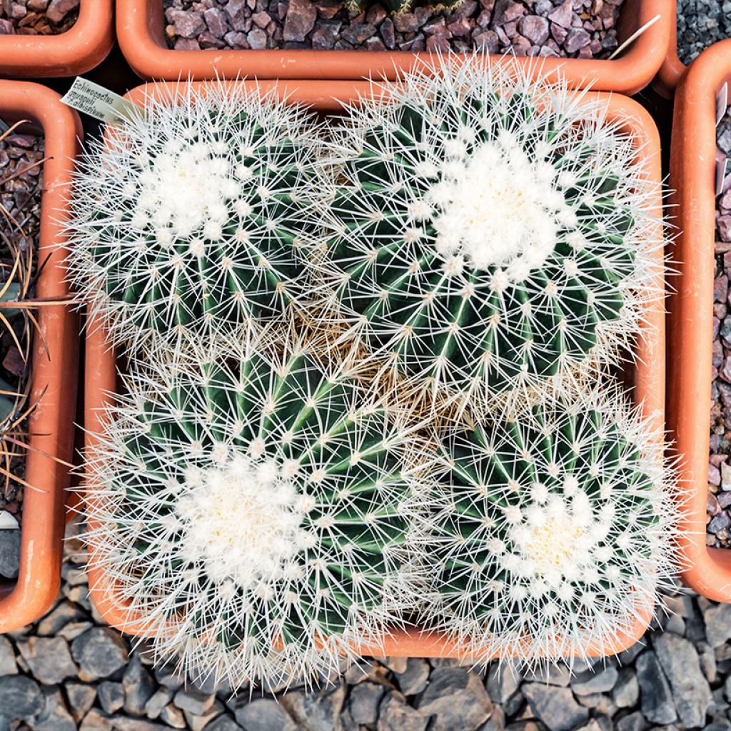 Echinocactus grusonii var. albispinus - Coussin de Belle-mère