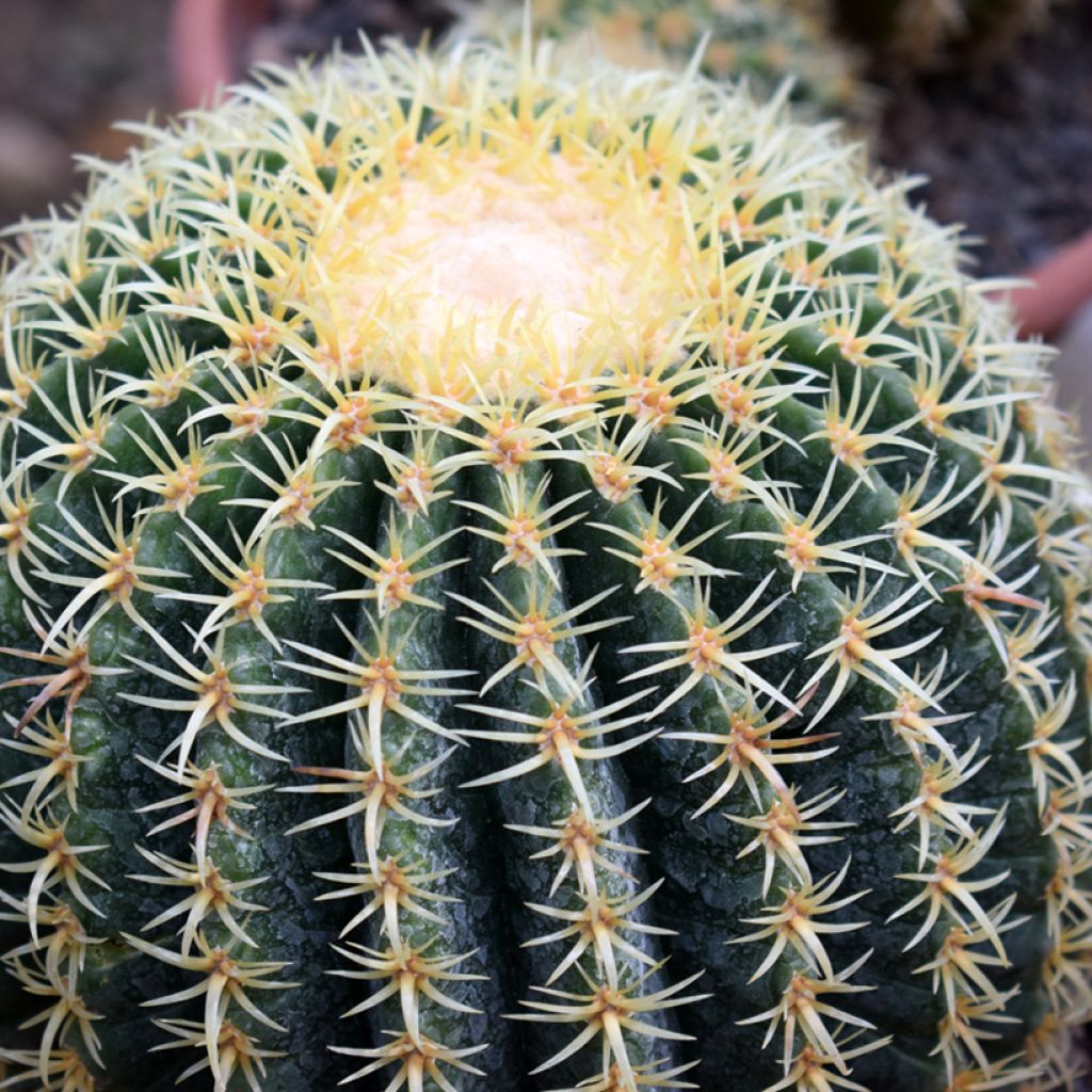 Echinocactus grusonii var. brevispinus - Coussin de Belle-mère