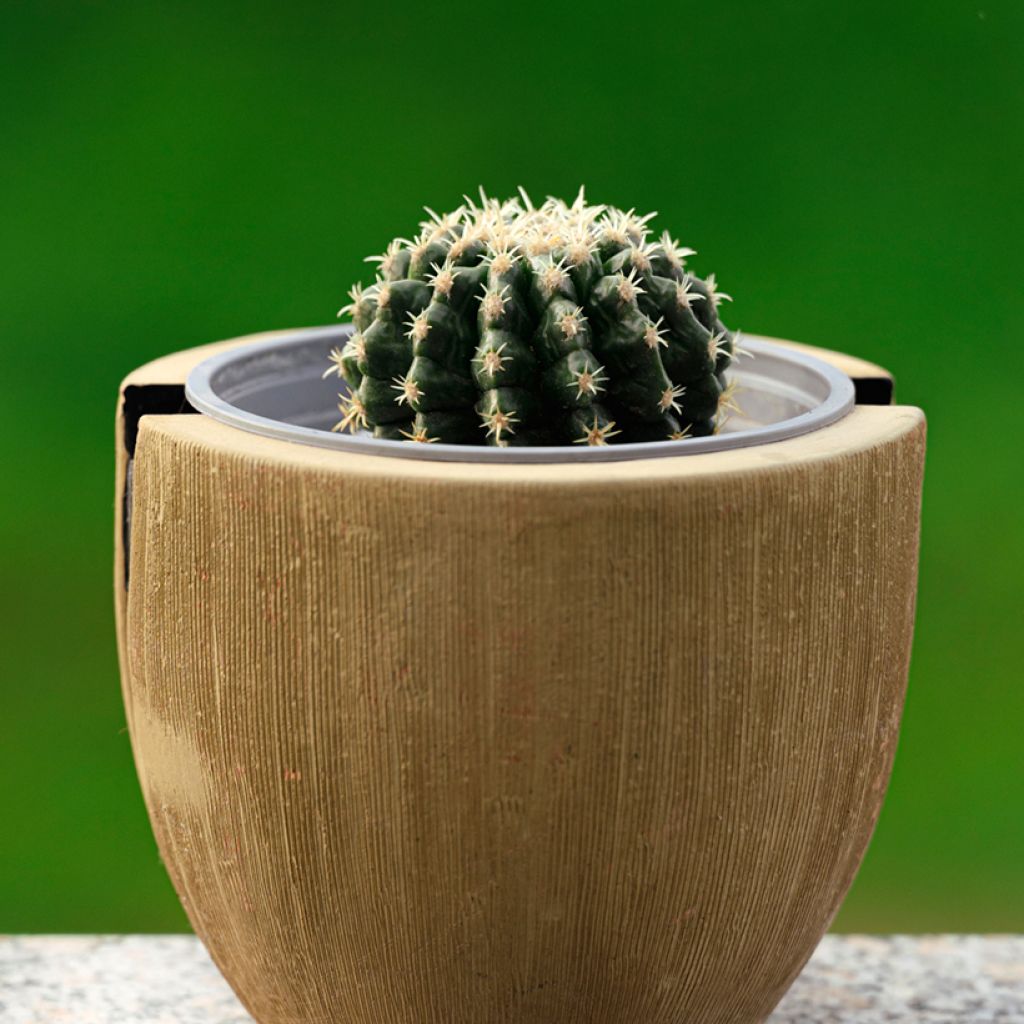 Echinocactus grusonii var. brevispinus - Coussin de Belle-mère