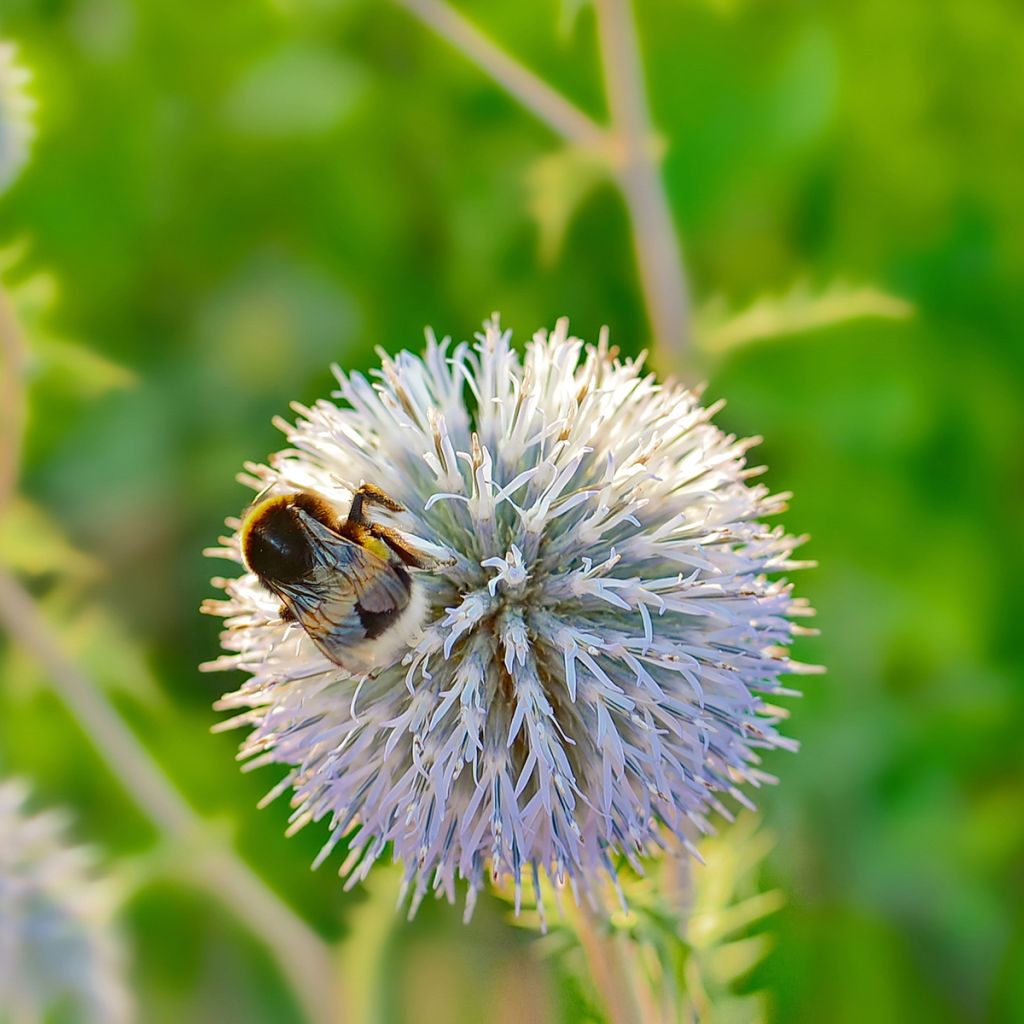 Echinops sphaerocephalus - Boule azurée