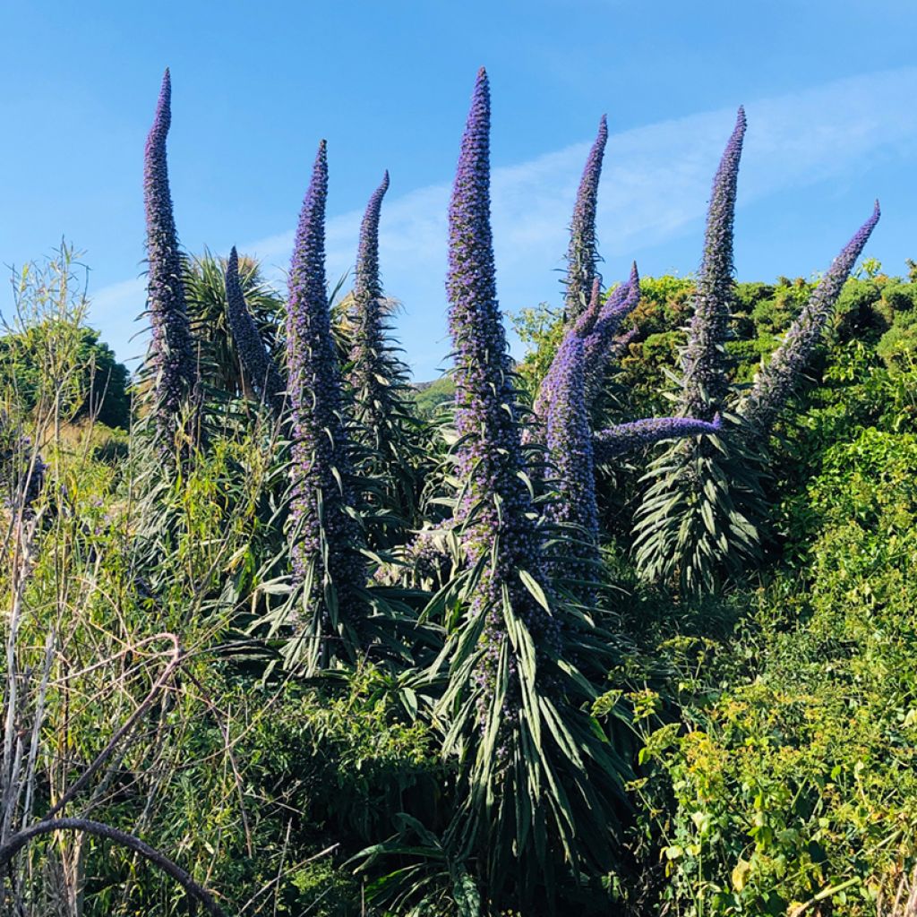 Graines d'Echium pininana - Vipérine des Canaries