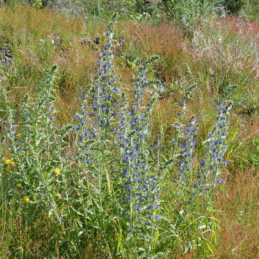 Graines de Vipérine commune - Echium vulgare