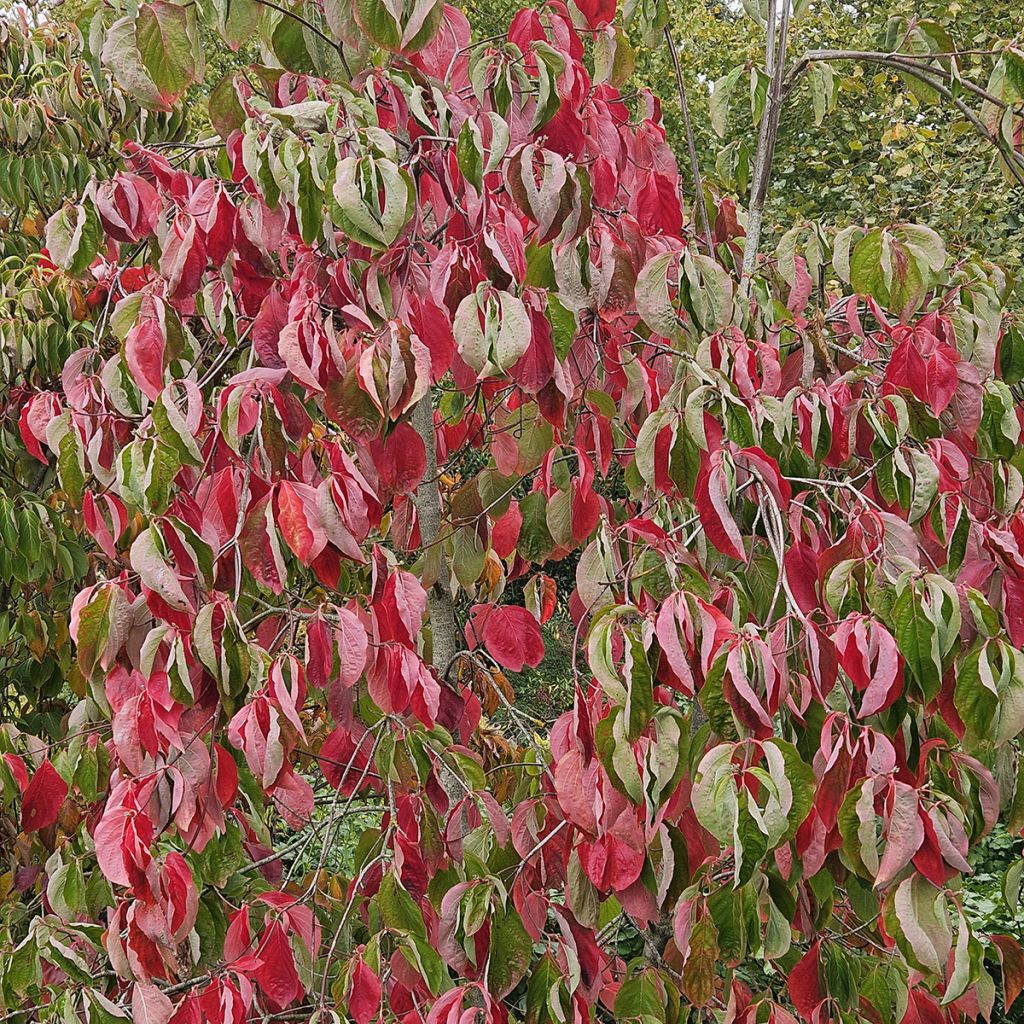 Cornus Eddie's White Wonder - Cornouiller hybride.