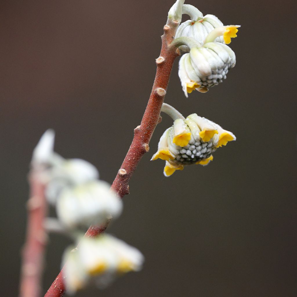 Edgeworthia chrysantha Grandiflora - Buisson à papier