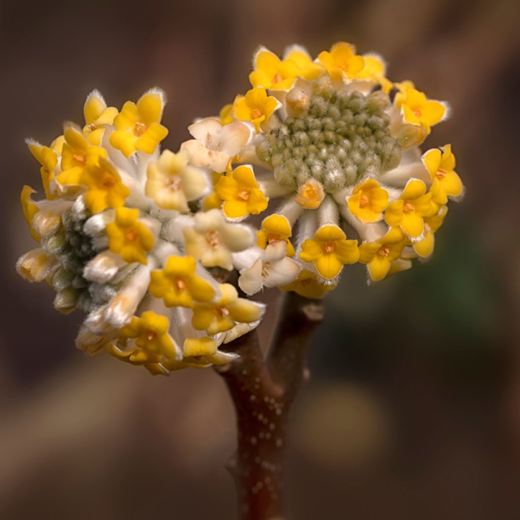 Edgeworthia chrysantha Grandiflora - Buisson à papier